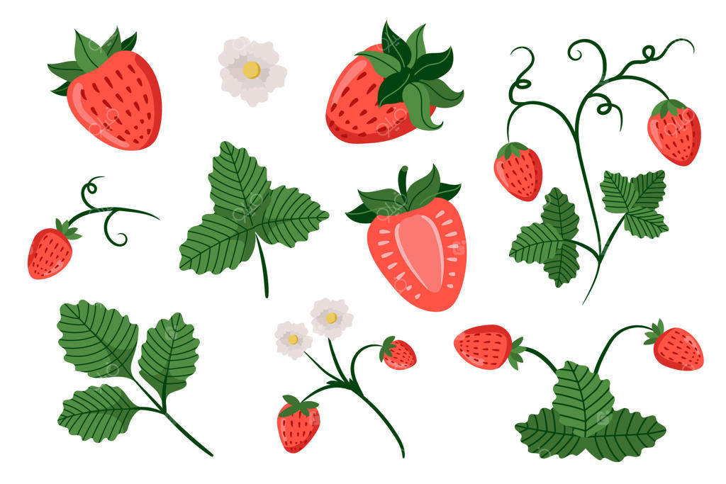 کشف طرح‌ها و وکتورهای حرفه‌ای توت‌فرنگی