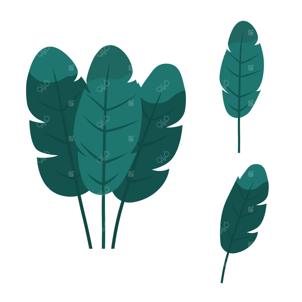 عناصر برگ‌های سبز و تازه گیاه موز گرمسیری در جنگل و باغ پارک