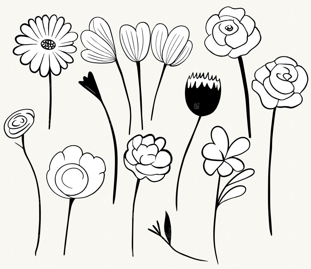 گل‌های خطی تک‌رنگ: مجموعه عناصر گیاهی. تصویرسازی گیاهان به صورت خطوط. طراحی دستی گیاهان.