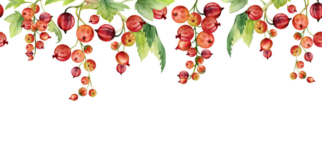 انگور فرنگی قرمز و برگ‌ها بر شاخه، نقاشی دستی با آبرنگ، توت‌های رسیده درختی، جون‌بری، کاسیل، جوستابری. بنر حاشیه‌ای یکپارچه. مخصوص گلفروشی‌ها، منوی صنایع دستی، و بازار کشاورزان.