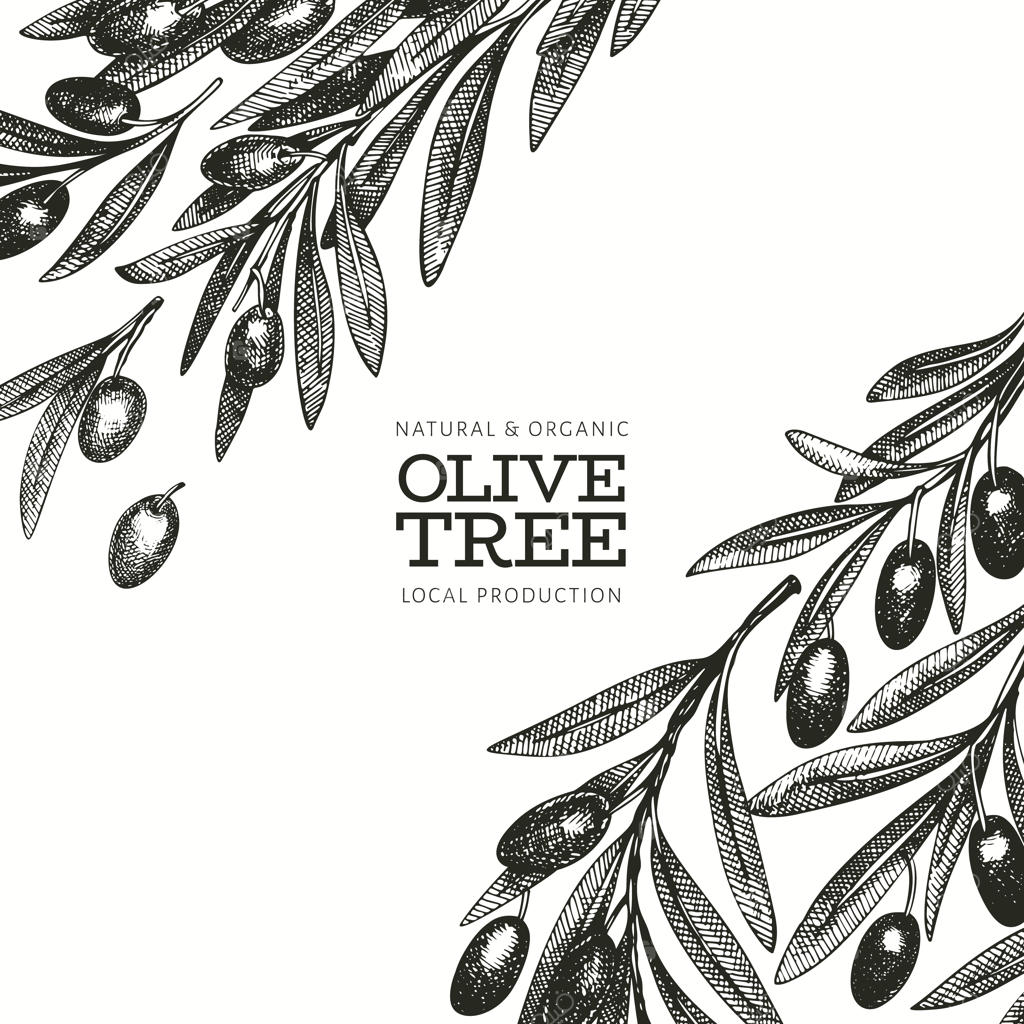 پترن شاخه زیتون: تصویرسازی غذایی دستی. نقشه گیاه مدیترانه ای به سبک حکاکی. تصویر گیاه‌شناسی کلاسیک.