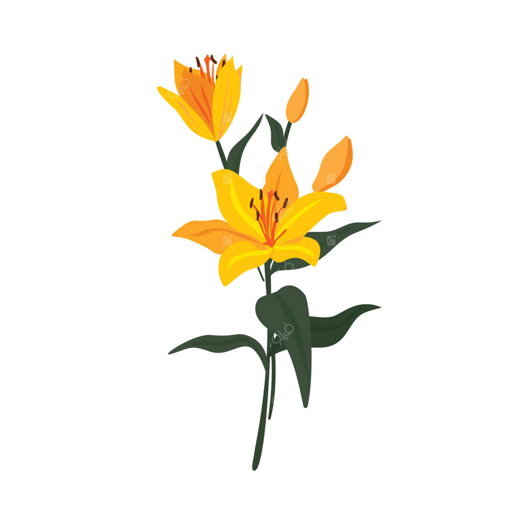 گل‌های زرد لیلی تازه، شکوفه‌های درخشان باغ بهاری