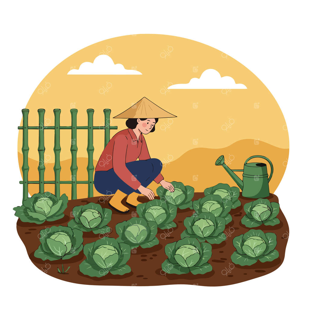 باغبانی با کلاه در حال مراقبت از کلم‌ها در مزرعه‌اش