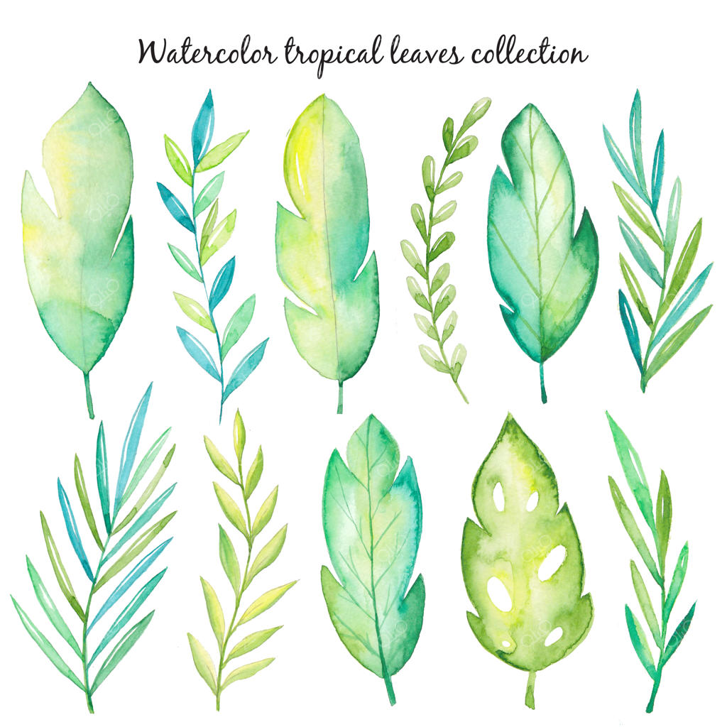 مجموعه برگ‌های استوایی با آبرنگ