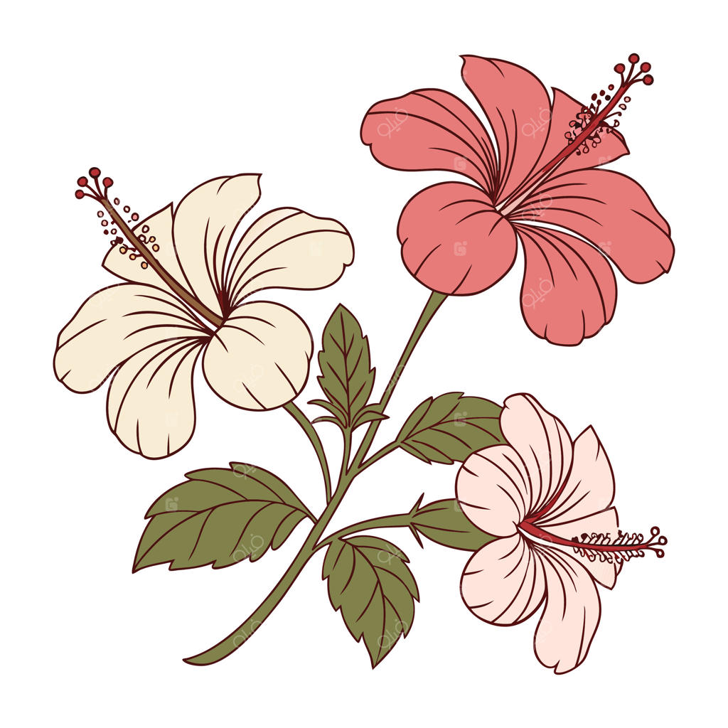 هنر و گرافیک‌ های گل گیاه هیبیسکوس و آیکون‌ها