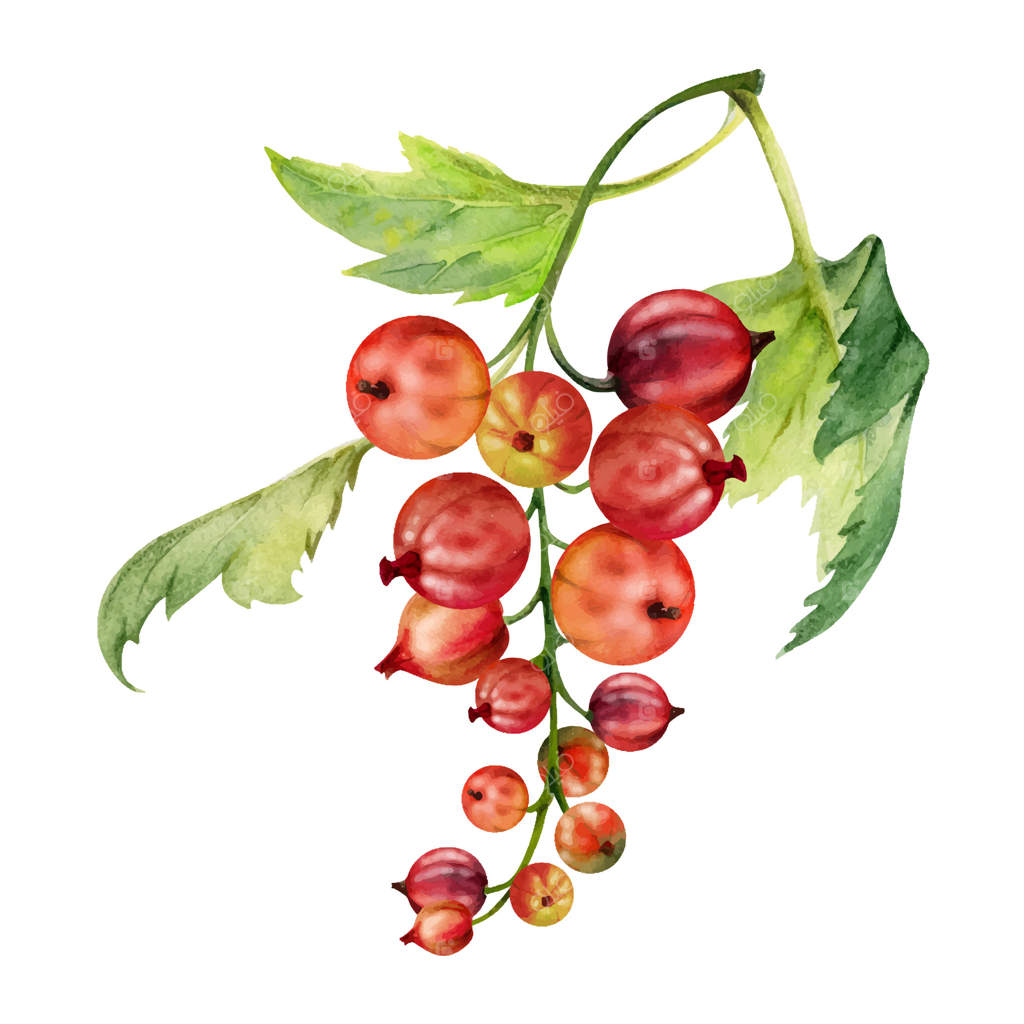 خوشه کشمش و انگور فرنگی با برگ‌ها، میوه‌های رسیده باغی کاسل، یوستا‌بر‌ری و جون‌بر‌ری، نقاشی دستی با آبرنگ. تصویرسازی گیاهی ایزوله. بسته‌بندی و برندینگ غذای تازه ارگانیک.