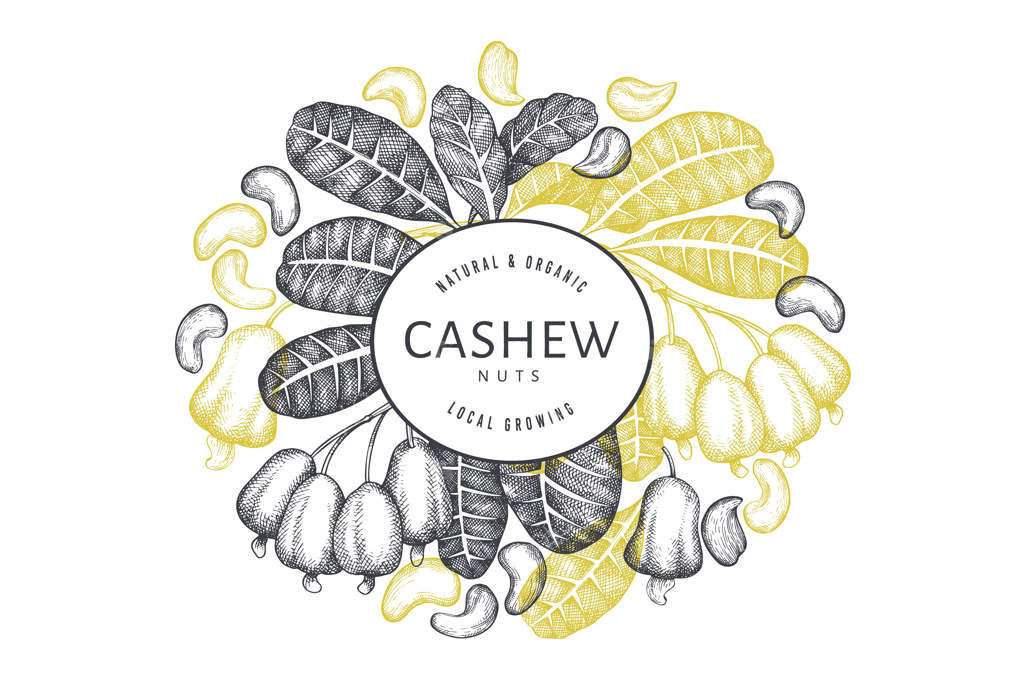 طرح طراحی دستی بادام هندی. تصویر غذای ارگانیک بر روی زمینه سفید.