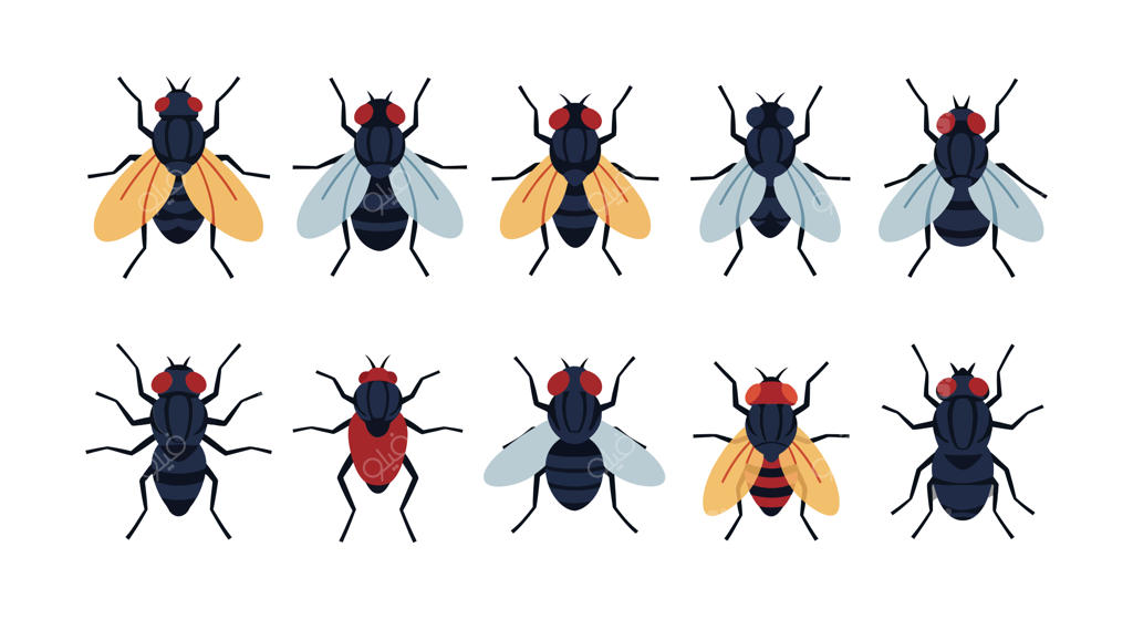 تصاویر رنگارنگ مگس‌ها با طرح‌ها و رنگ‌های متنوع در یک ردیف