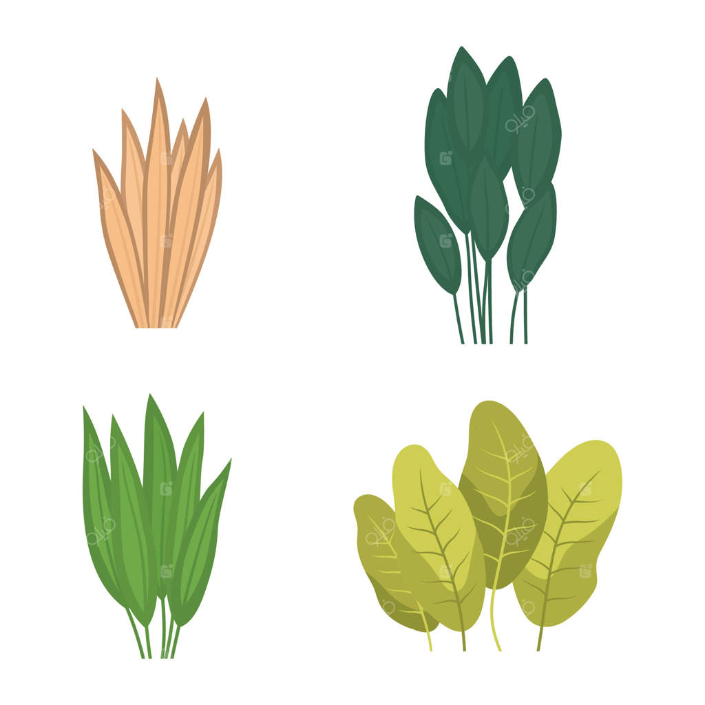 عناصر برگ‌های تازه و سبز استوایی، شاخ و برگ و گیاهان طبیعی در باغ پارک