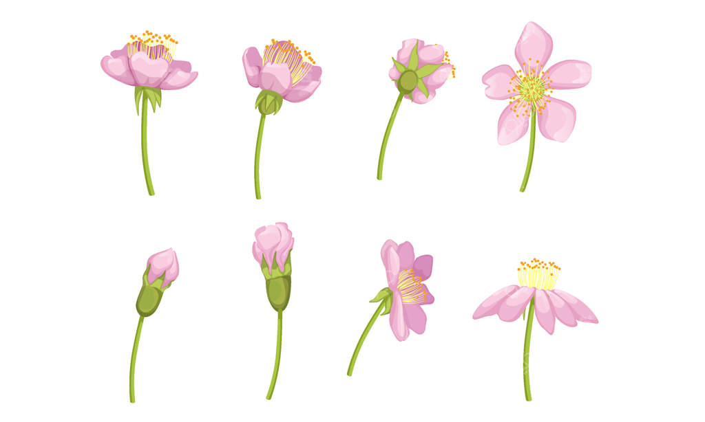 مراحل شکفتن گل صورتی از غنچه تا شکوفه زیبا - یک تصویر سازی