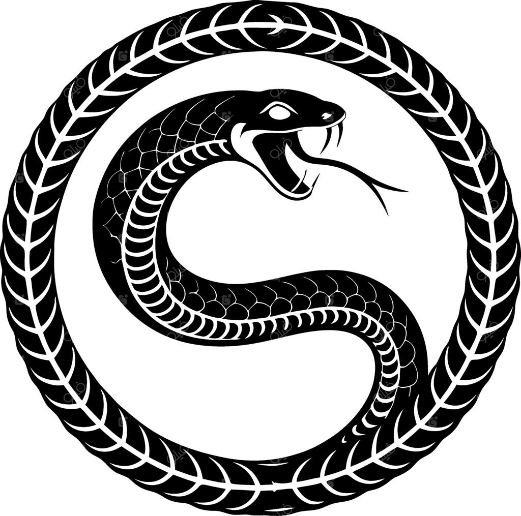 مار سیاه چنبره‌زده در دایره با جزئیات ظریف برای طراحی تاتو و گرافیک