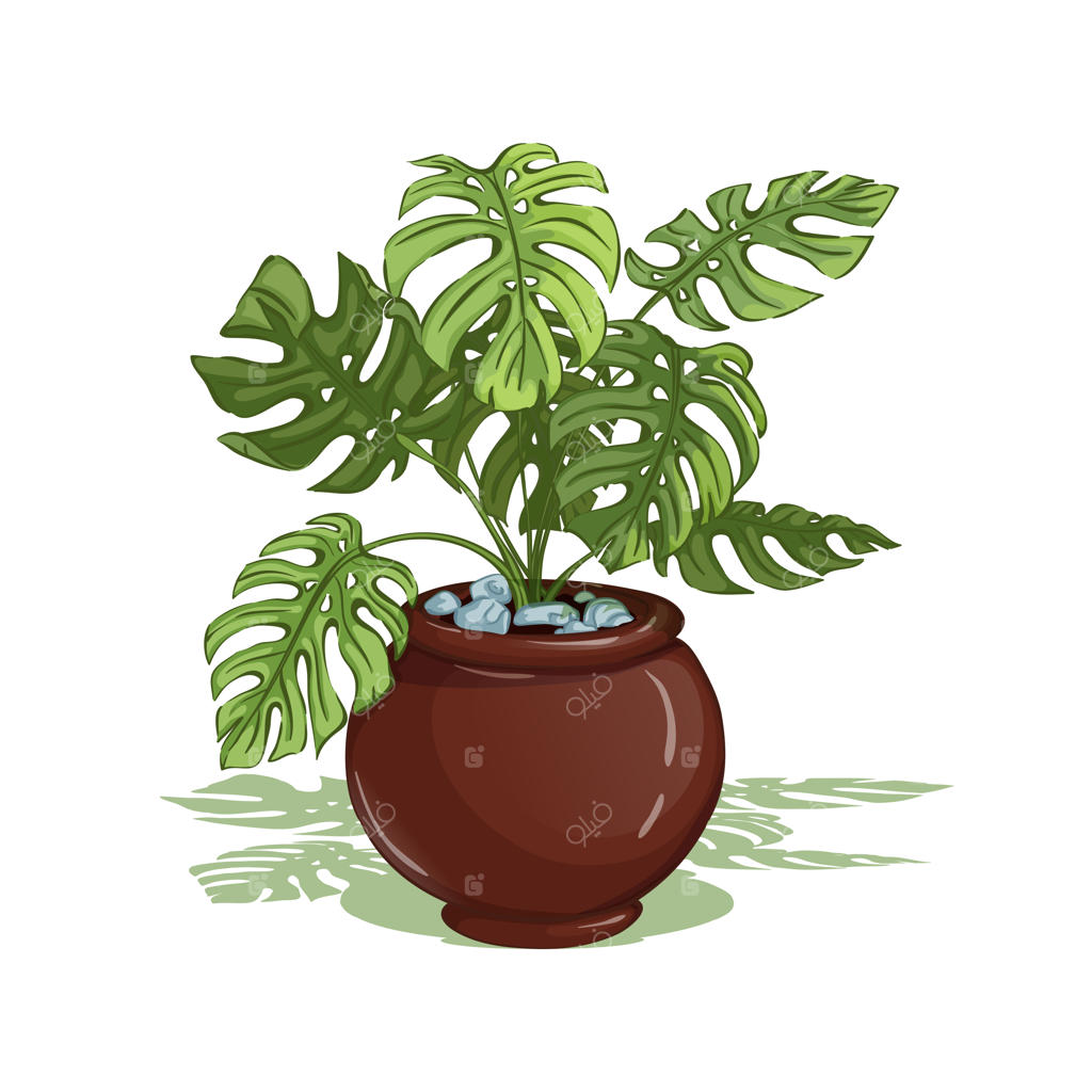 مونسترا: گیاه خانگی در گلدان. مجزا.