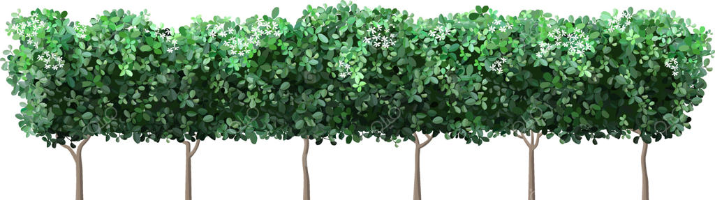 درختان سبز و انبوه با گل‌های سفید و لطیف، مرزی طبیعی و چشم‌نواز ایجاد می‌کنند و در عین حال که زیبایی منظره اطراف را افزوده، فضایی آرام و خلوت فراهم می‌آورند.