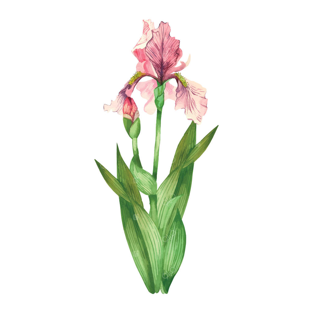 گل زنبق صورتی روشن با غنچه‌ای که هنوز باز نشده، برگ‌ها و ساقه سبز. گل باغچه، نقاشی شده با دست با آبرنگ. تصویر آبرنگی. مناسب برای چاپ روی کارت‌ها، دعوت‌نامه‌ها و بسته‌های بذر.