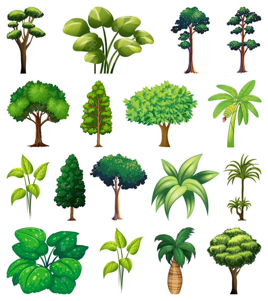 مجموعه‌ای از گیاهان و درختان متنوع