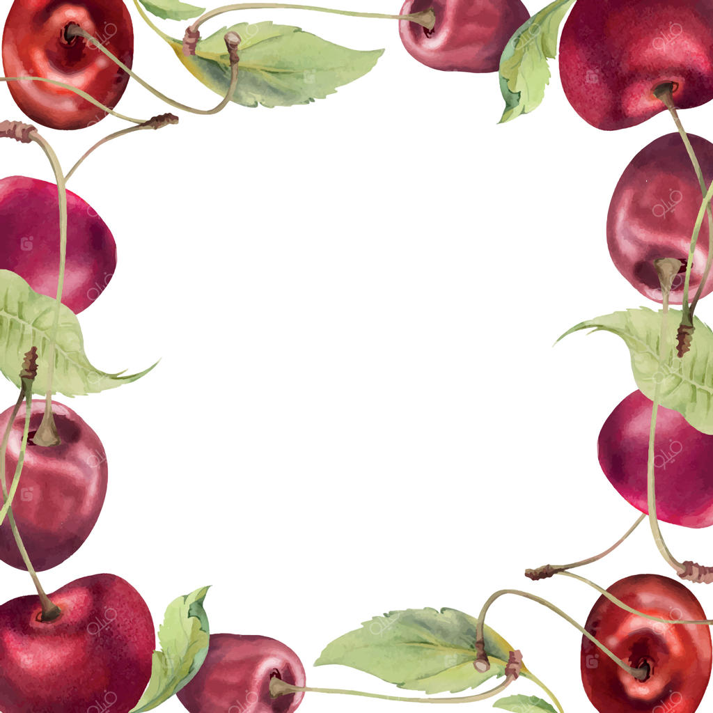 آلبالو قرمز ترش و شیرین با برگ‌های سبز، نقاشی شده با آبرنگ، توت باغی به صورت خوشه‌ای روی شاخه‌ها. قاب مربعی برای منوی رستوران، کافه، عروسی و بازار کشاورزان.