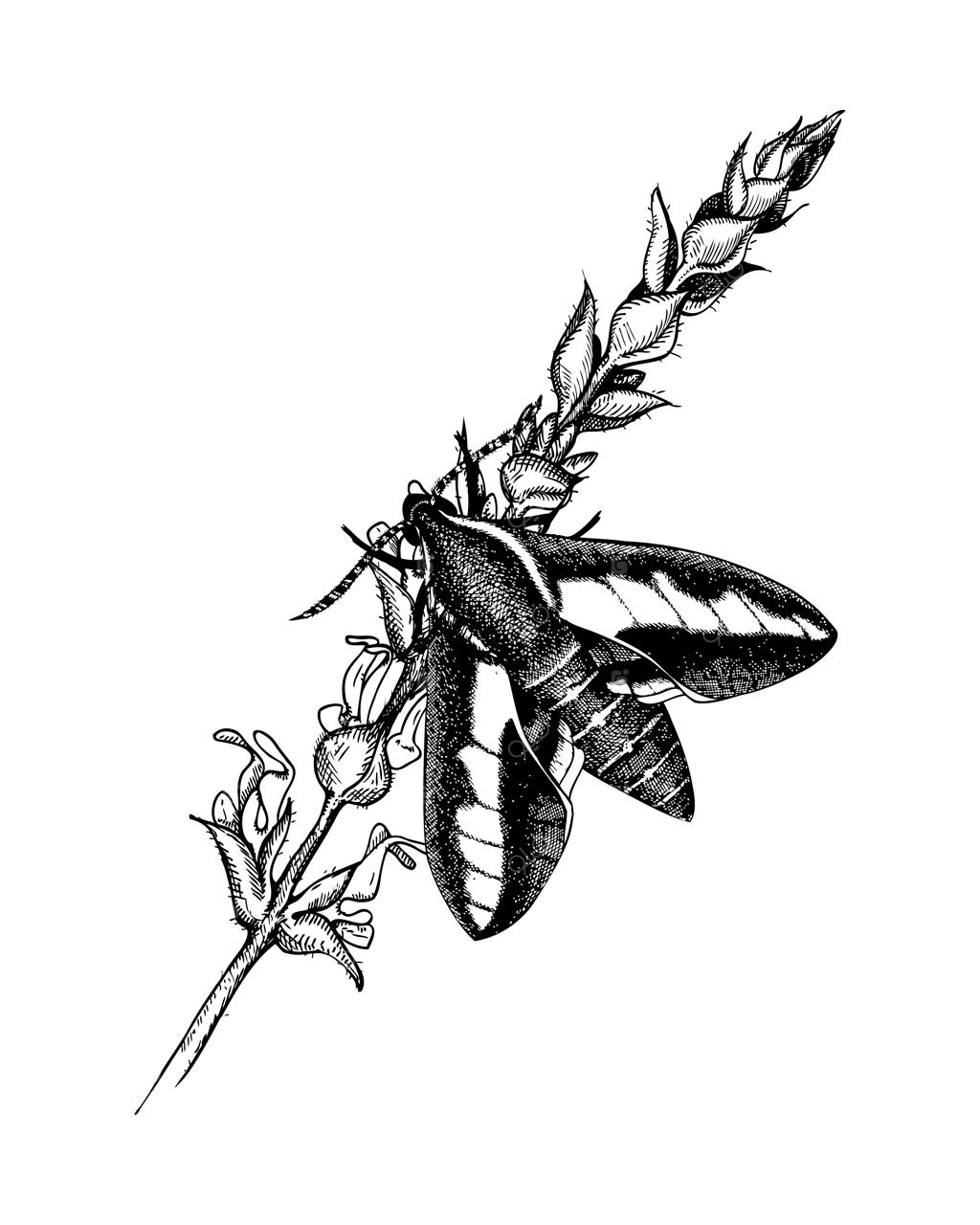 طراحی دستی و جوهری پروانه روی گل مریم‌گلی