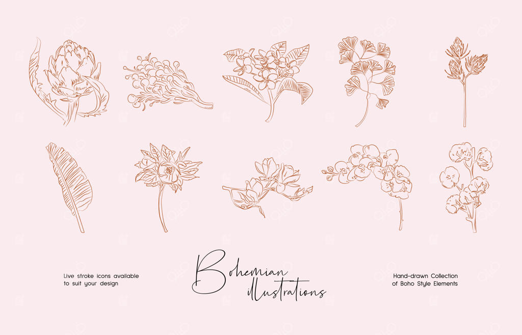 مجموعه‌ای از نقاشی‌های دقیق گیاه‌شناسی از گل‌های وحشی شکوفا - مجموعه‌ای از طرح‌های دست‌کشیده گیاهان