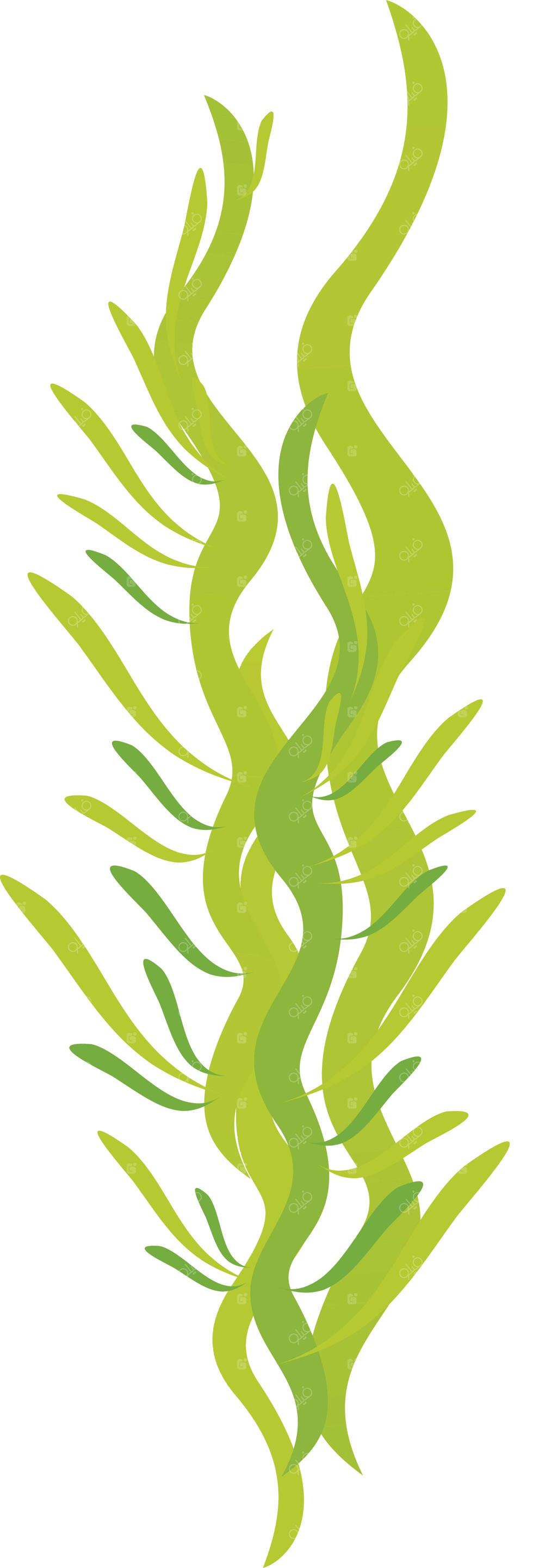 تصویرسازی وکتور کارتونی جلبک دریایی و گیاه آبزی زیر آب، ایزوله شده روی پس‌زمینه سفید