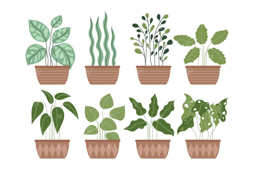 مجموعه‌ای از گیاهان گلدانی متنوع برای تزیین داخل خانه و باغچه داخلی