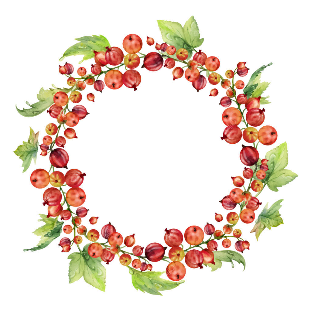 انگور فرنگی با برگ‌ها به‌صورت خوشه‌ای روی ساقه، توت‌های رسیده، شاه‌توت و انگور فرنگی، نقاشی آبرنگ. قاب حلقه‌ای مجزا. کتاب آشپزی خانگی و فروشگاه مواد غذایی.