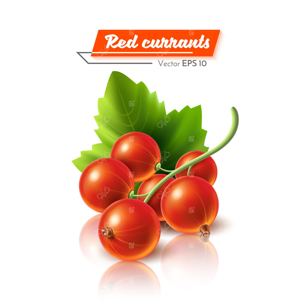 انگور فرنگی قرمز با برگ