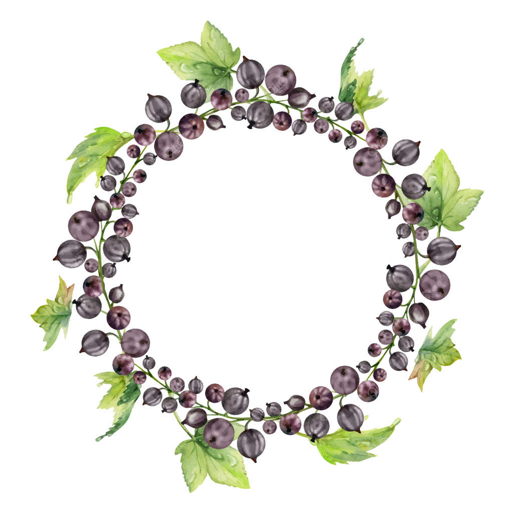 انگور فرنگی و گوسبری خوشه‌ای بر ساقه با برگ‌ها، میوه‌های رسیده باغی واریته‌های کاسل، زغال اخته و یوستابری، نقاشی آبرنگ دستی. تاج گل جدا شده. کتاب آشپزی خانگی برای مرباها، فروشگاه مواد غذایی