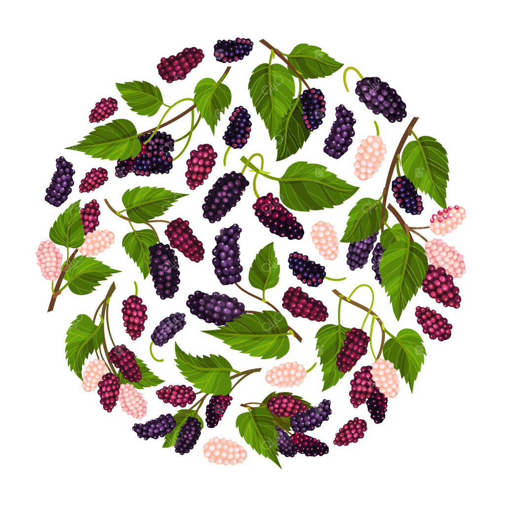 طراحی دایره‌ای توت‌فرنگی با قالب رشد میوه‌های باغی