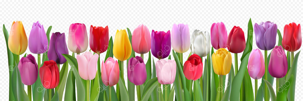 گل‌های لاله با برگ‌های جدا شده از زمینه