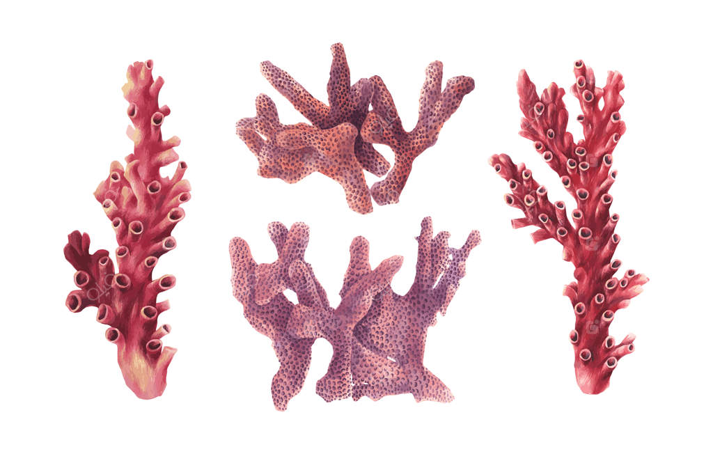 مرجان‌های آبرنگی قرمز و بنفش به‌صورت وکتور و جداشده