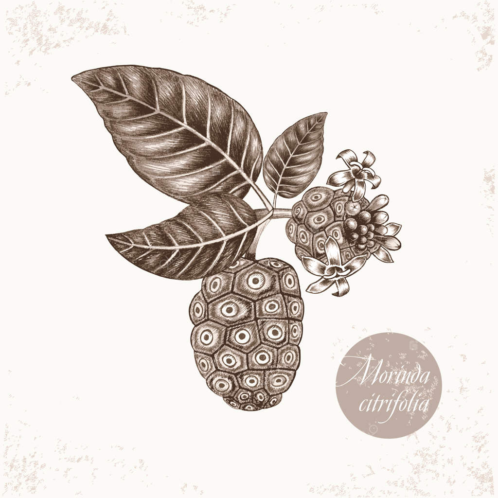 مجموعه‌ای از گیاهان دارویی