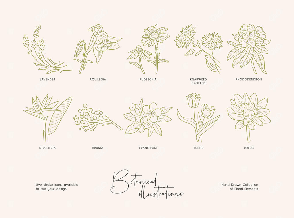 مجموعه‌ای از نقاشی‌های گیاه‌شناسی دقیق با تصاویر دست‌کشیده از گل‌های وحشی شکوفا شده