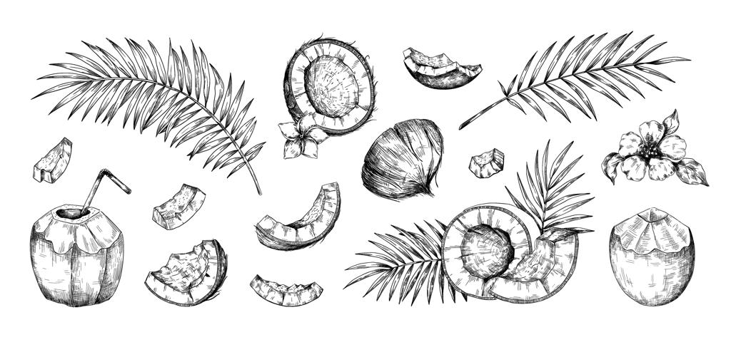 طرح نارگیل: برگ های نخل دستی کشیده شده و تکه‌های جدا از آجیل، کوکتل‌های ساحلی، گیاهان جنگلی، گل‌ها و شاخه‌های گرمسیری، محصولات غذایی ارگانیک مجموعه‌ای از عناصر عجیب و غریب وکتور