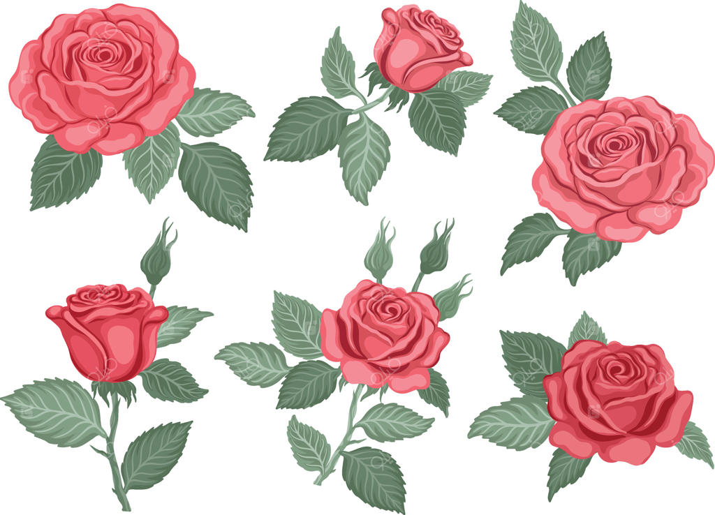 مجموعه گل‌های رز قرمز دست‌ساز. گل‌های رز به‌صورت مجزا