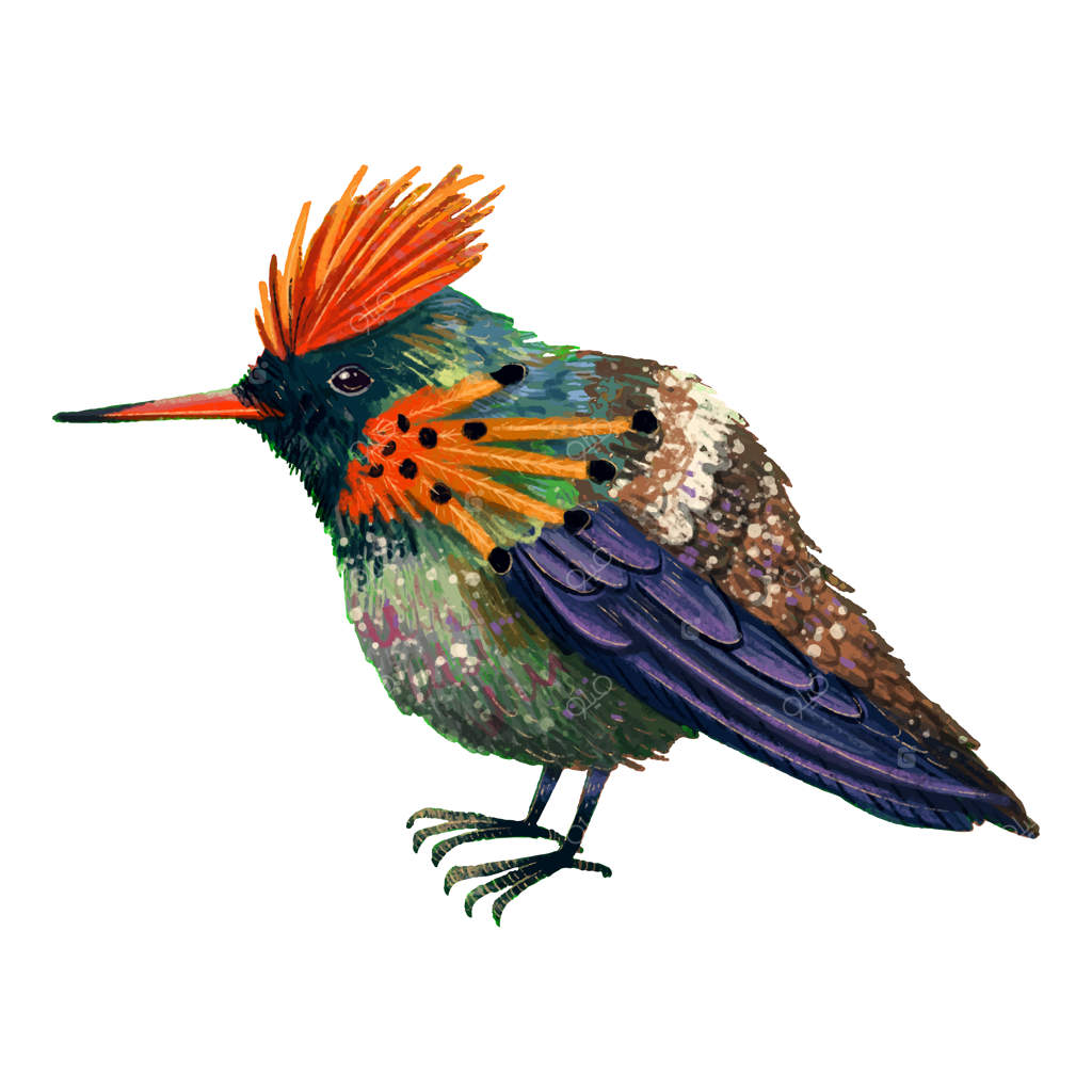نقاشی دیجیتال پرنده عجیب، مرغ مگس‌خوار تاج‌دار کوچک جنگل‌های جنوبی