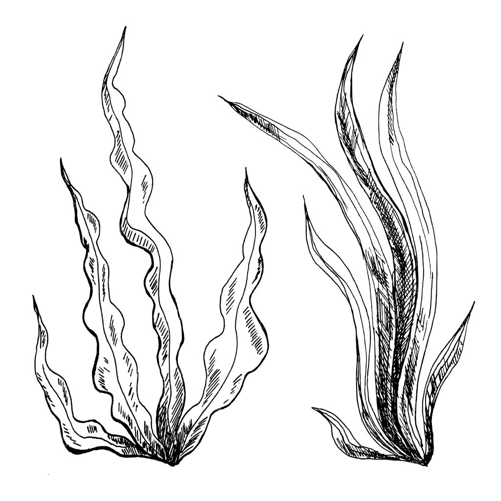 تصویرسازی خطی جلبک دریایی، طراحی دستی سیاه و سفید با جوهر، جداشده