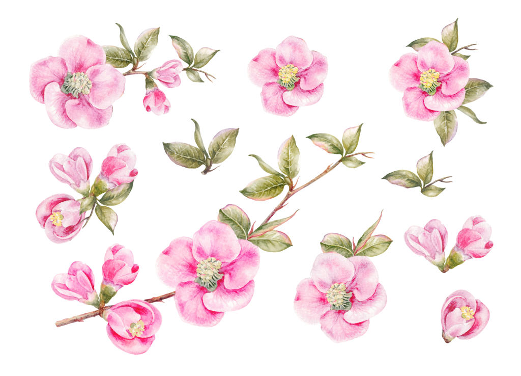 مجموعه‌ای فوق‌العاده از گل‌های بهاری.