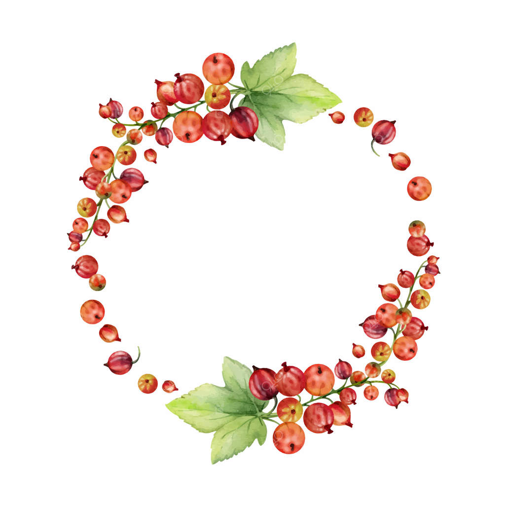 خوشه انگور فرنگی و انگور فرنگی سیاه روی ساقه با برگ‌ها، توت‌های رسیده خانگی، گاردنبری، کاسیل و جستابری، نقاشی با آبرنگ. تاج حلقه‌ای جدا شده. فروشگاه محصولات گیاهی، غذای ارگانیک و تازه.