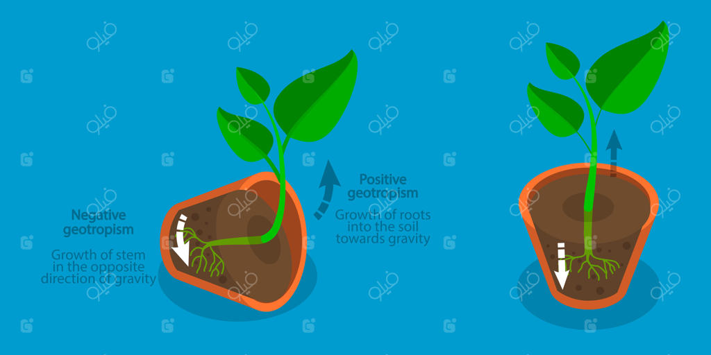 تصویر سه‌بعدی و ایزومتریک از ژئوتروپیسم و گراوی‌تروپیسم در گیاهان و حرکت گیاهان در پاسخ به نور