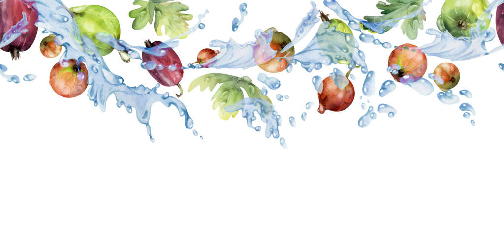 انگور فرنگی و برگ‌های سبز با قطرات شبنم در پاشیدن آب، طراحی دستی با آبرنگ از توت‌های تابستانی رسیده. بنر یکپارچه برای مربای خانگی، لوازم‌التحریر، منو و کتاب آشپزی