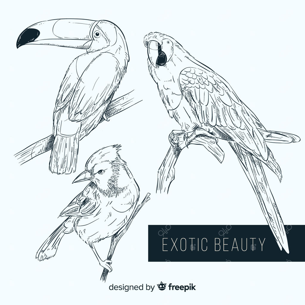 مجموعه‌ای از نقاشی‌های دست‌ساز پرندگان عجیب و غریب