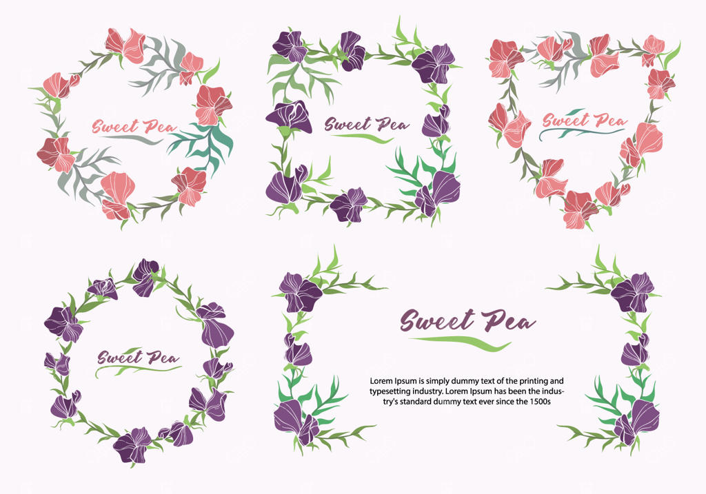 مجموعه تصویرسازی قاب گل نخود شیرین وکتور