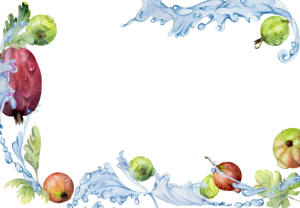 انگور فرنگی و کشمش قرمز در حال پرواز در پاشش آب با برگ‌های سبز، قطرات شبنم، میوه‌های رسیده بهارنارنج و انگور سیاه به صورت دستی کشیده شده با آبرنگ. قاب گوشه‌ای و مرزی جداگانه. منو، بازار کشاورزان.