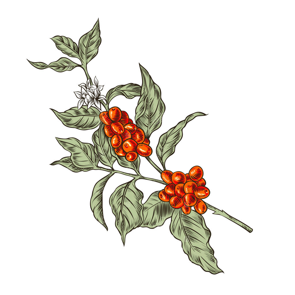 تصویر برگ‌ها و توت‌های قهوه