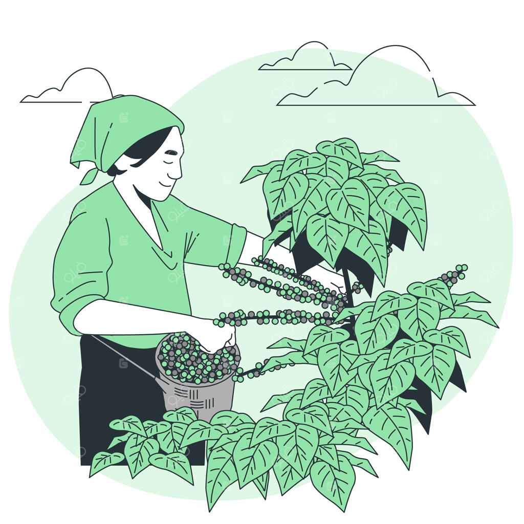 تصویرسازی مفهوم مزرعه قهوه