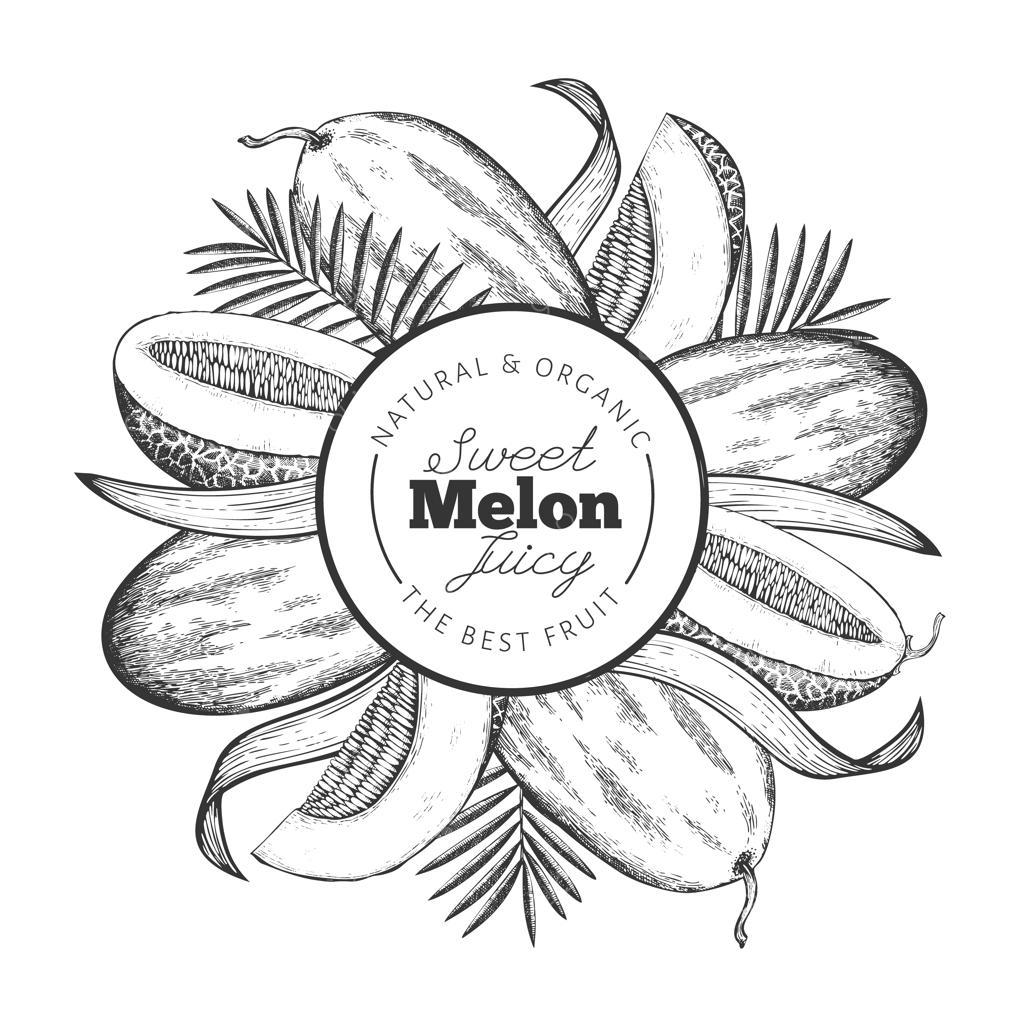 قالب طراحی هندوانه کامل و برش‌های آن. تصویرسازی هندوانه عجیب و غریب. بنر میوه به سبک حکاکی. قاب گیاهی کلاسیک.