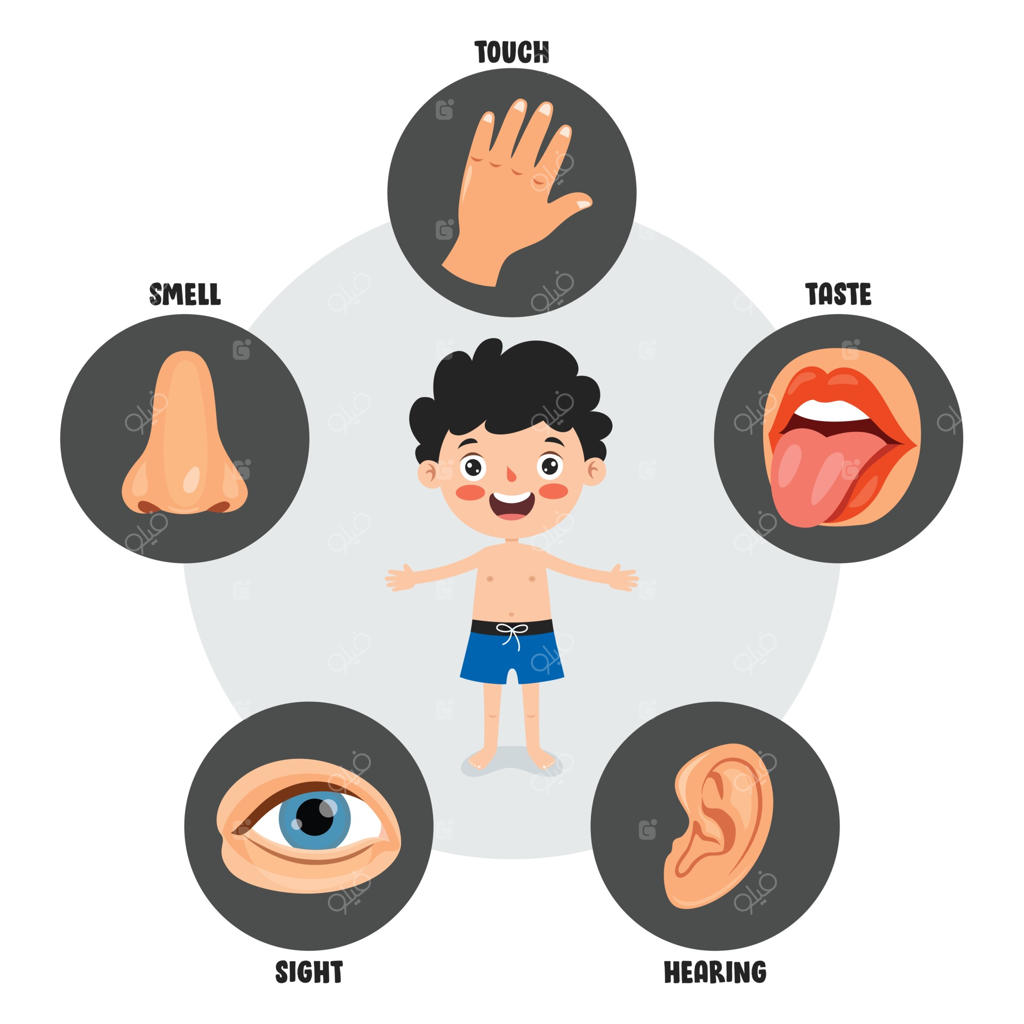 مفهوم پنج حس با اندام‌های انسانی