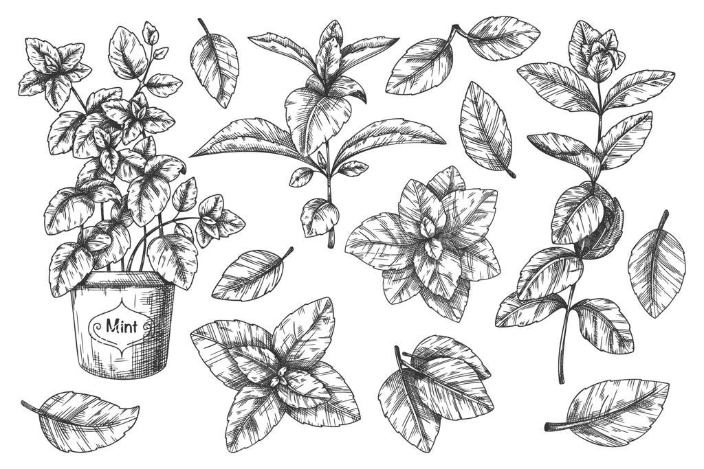 طرح دستی نعناع. طراحی برگ‌ها و ساقه‌های نعناع با دست، گیاه گلدانی به سبک قدیمی. تصویر حکاکی شده نعناع فلفلی. تصویر گیاهی برگ‌های نعناع. مجموعه ادویه‌جات آشپزی با نعناع.