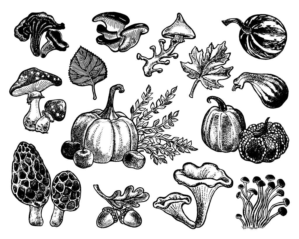 طرح‌های وکتور پاییزی از طبیعت مجموعه دست‌کشیده از گیاهان جنگلی، برگ‌ها، سبزیجات، قارچ‌ها، گیاهان دارویی، بلوط، کدو و هندوانه - نگاره‌های حکاکی شده و مجزا