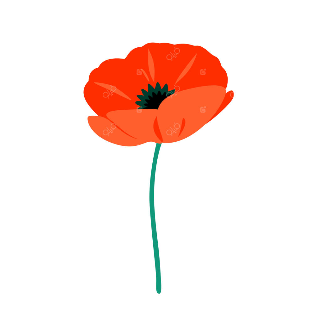 تصویرسازی وکتور گل شقایق قرمز روشن و ایزوله